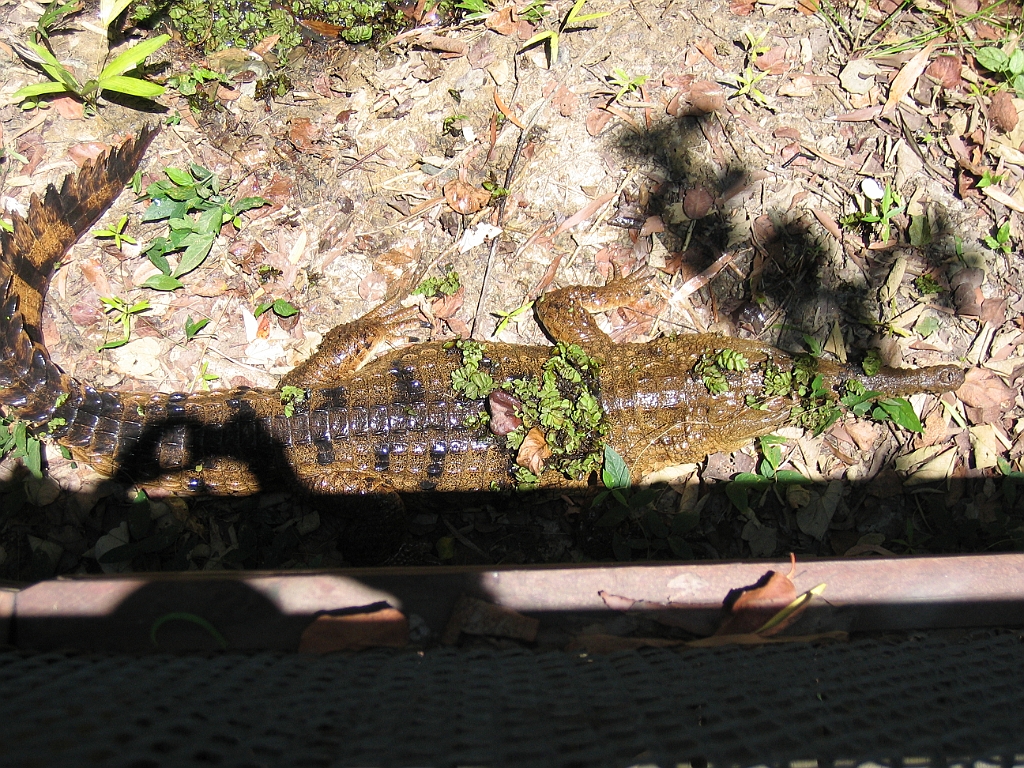 CairnsTC286 Wildlife Habitat.jpg